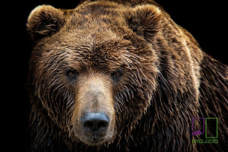 Front view of brown bear isolated on black background. Portrait