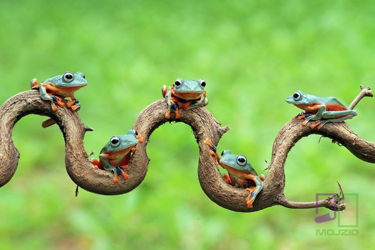 Javan tree frog on aitting on branch, flying frog on branch, tre