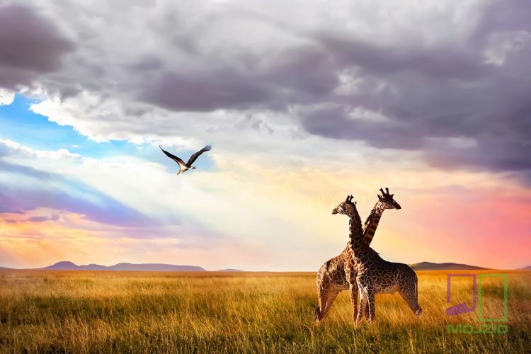 Group of giraffes and Marabou stork in the Serengeti National Pa