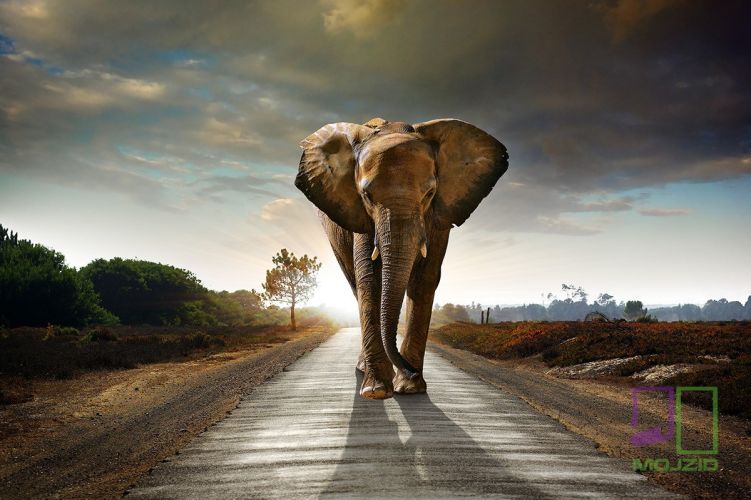 Walking Elephant