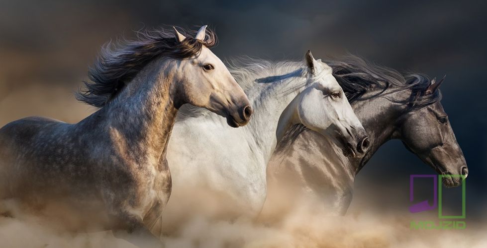 Horses with long mane portrait run gallop in desert dust