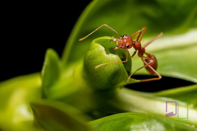 Red ant on green leaf