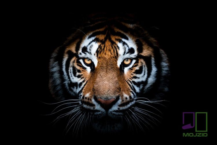 Portrait of a Tiger with a black background