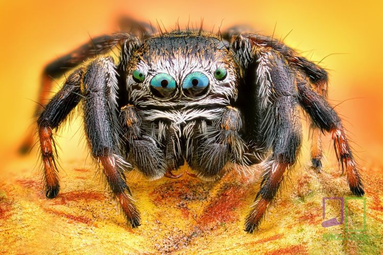 Extreme sharp and detailed portrait of polish jumping spider mac