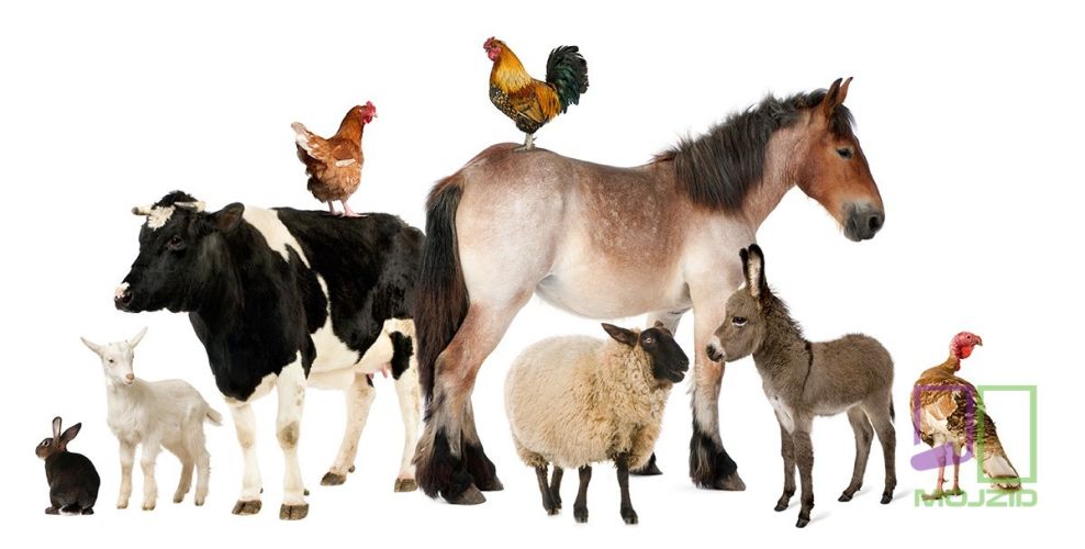 Variety of farm animals in front of white background