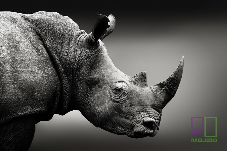 Highly alerted rhinoceros monochrome portrait. Fine art, South A