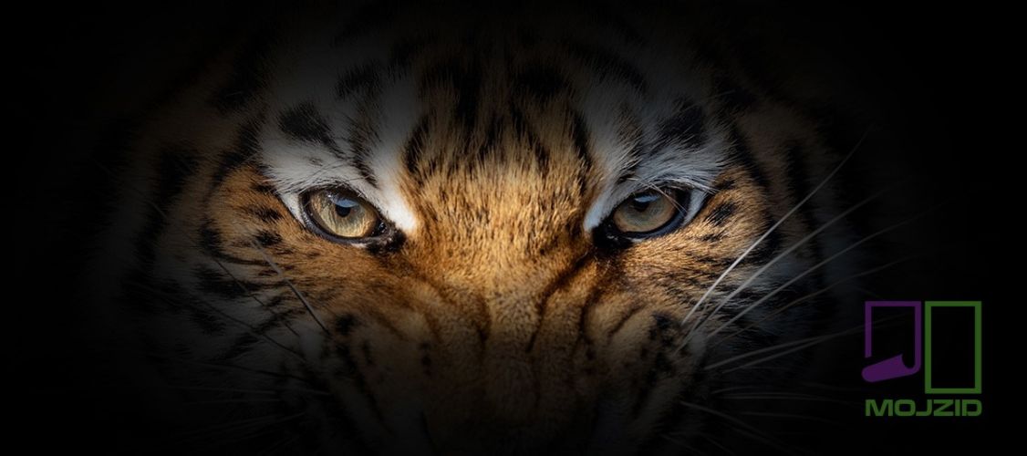 Tiger portrait on a black background